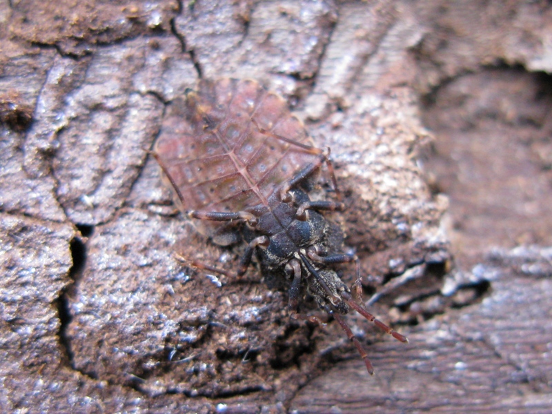 Aradidae: Aradus conspicuus del Lazio (VT)